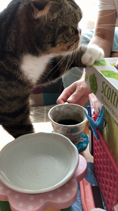 おはようにゃんこ…3/31の記事動画