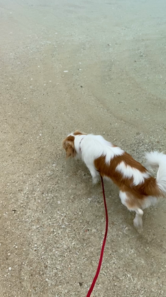 【浜比嘉別邸】海までの道をリポート♫の記事動画