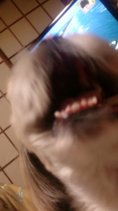 パーマは楽な物＆犬の捕食接写シーンの記事動画