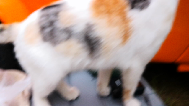 「ウッズランドみお」オープニングイベント！の記事動画