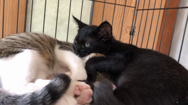 猫ちゃんケージの記事動画