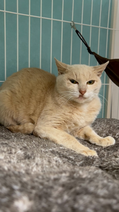 猫ちゃん名前決まったよ♡の記事動画