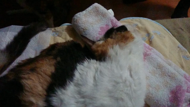 常に全力投球な私です。の記事動画