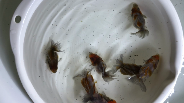 書くのが面倒でサボってました…笑の記事動画