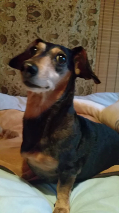 抜歯の朝の記事動画