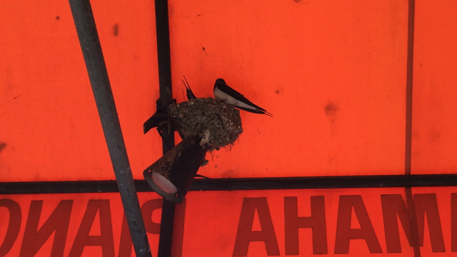 テントとツバメちゃんの話の記事動画