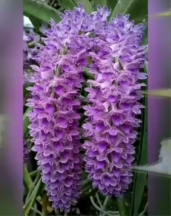 ☆心豊かになる美しく可憐な動画☆の記事動画