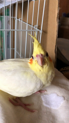 雛の成長を見守る。の記事動画