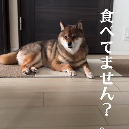 コソコソお菓子を食べていると…。の記事動画