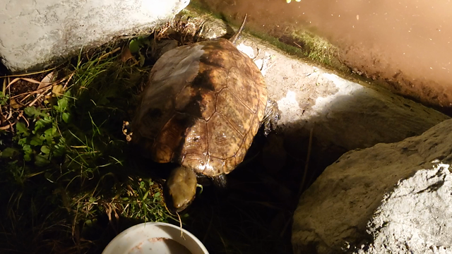 今年最後の上陸でしょうの記事動画