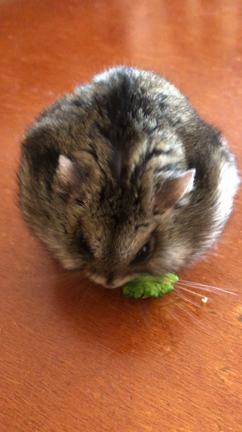 癒しのひとつの記事動画