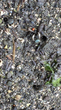 【三浦】小網代の森でカニダンス！　一斉にハサミをヒョイ★の記事動画