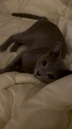 26日目の記事動画