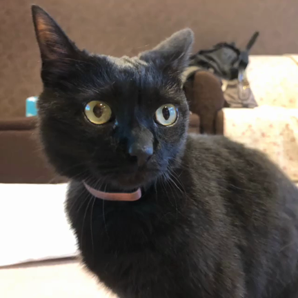 黒猫が歌う　ベートーヴェン　ich liebe dichの記事動画