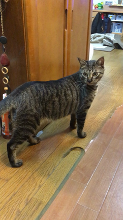 飽きっぽいの記事動画