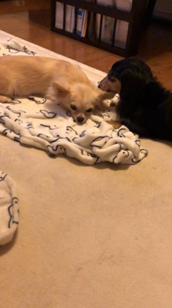 かいちゃんにはお母さんが2人の記事動画