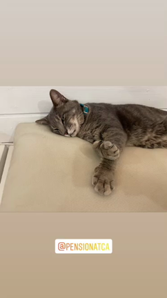 GOTOキャンペーン、始まる？ペンションアトカに是非是非お立ち寄りください。の記事動画