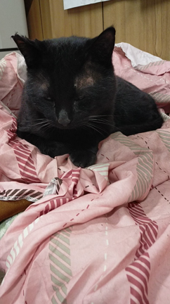 保護猫　クロちゃんの記事動画