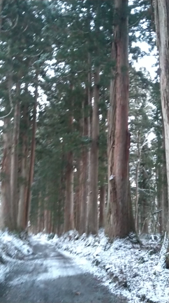 戸隠神社奥社と杉並木の記事動画