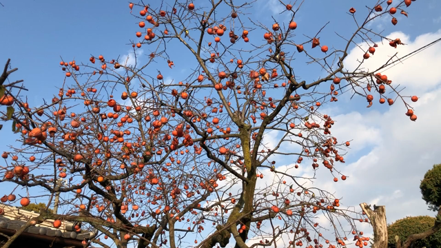 柿の木にメジロの記事動画