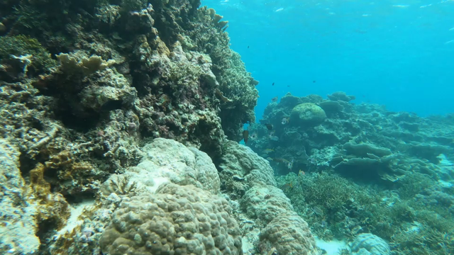 モヨウフグ２連発♪の記事動画