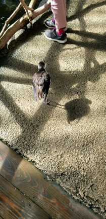 那須どうぶつ王国の記事動画