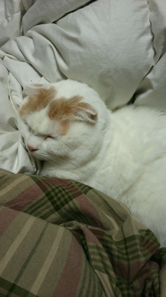 かむいくんのいびき(寝息)の記事動画