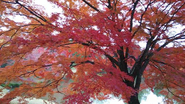 京都仙洞御所の紅葉の記事動画