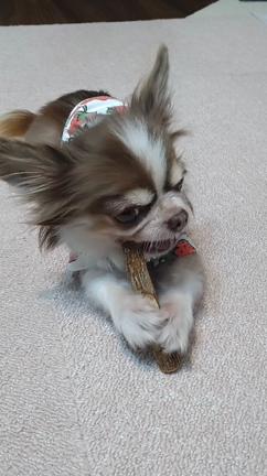 歯みが木の記事動画