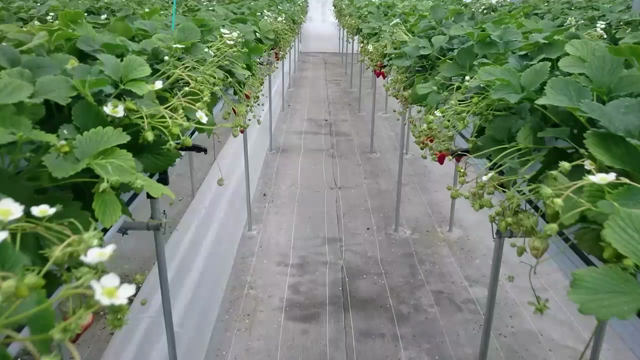 Osmo Mobileでなめらか映像に挑戦！の記事動画