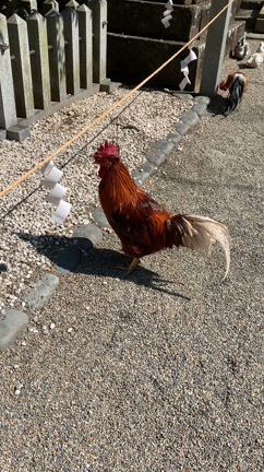 恵方神社への記事動画