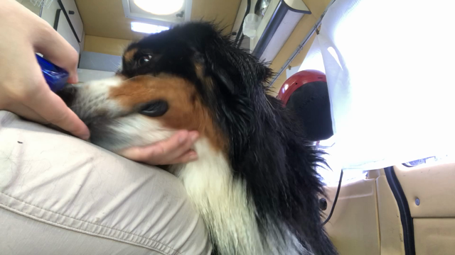 ボランティアトリミング   人との経験がわんちゃんの将来を決めるの記事動画