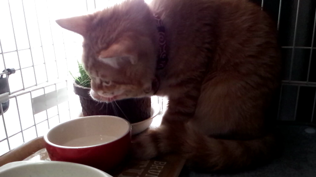 2016/12/21の記事動画