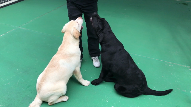 アンディくん☆奉太郎くん☆の記事動画