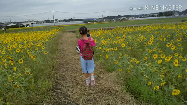 季節外れのひまわり畑の記事動画