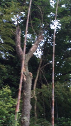 キツツキの記事動画