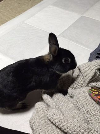 動画をあげてみるｏの記事動画