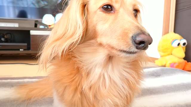 節分だに。の記事動画