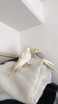 保護オカメインコさんの話3 日々是鳥日 Npo法人 シェ ワゾー鳥のいえ