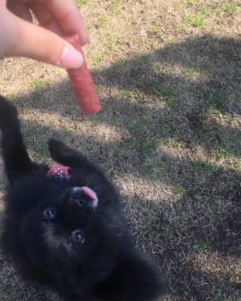 黒ポメ姫ちゃんアジリティの記事動画