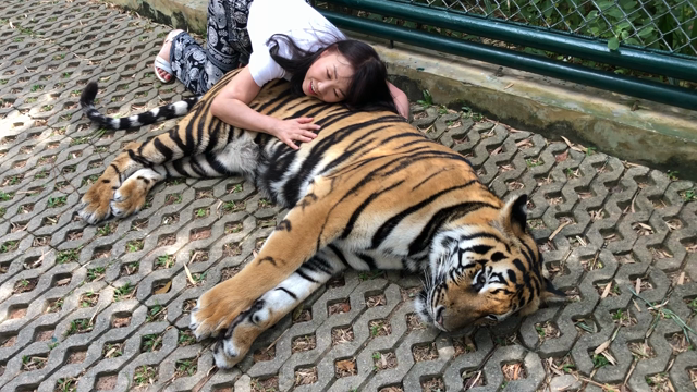 あけましておめでとうございます寅年の記事動画