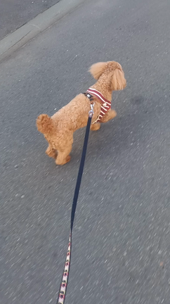 【癒しに感謝】の記事動画