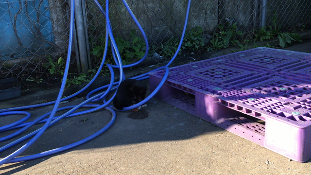 かわいすぎる！の記事動画