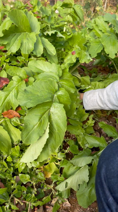 旦那の実家の家庭菜園レベルがやばい！！　　 宇都宮ネイルサロン　アイナニの記事動画