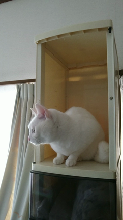 ハナさん動画  キャットタワー？編の記事動画