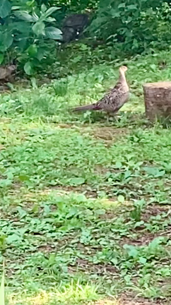 雉の母鳥が子供達を引き連れて庭にやってきたの記事動画
