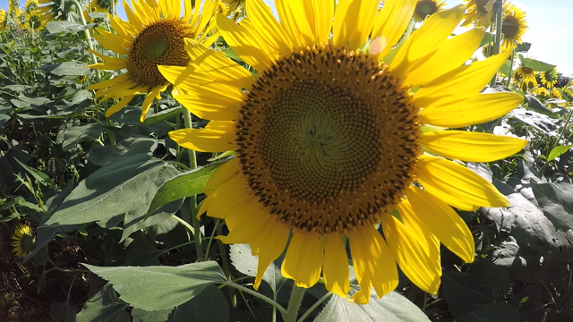 平成最後の夏！の記事動画