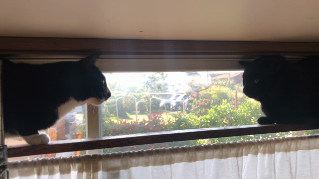 学生さんのゴールデンウィーク突入！朝メシの記事動画