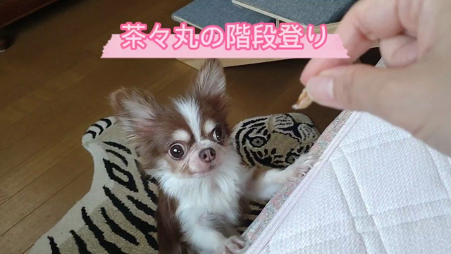 赤ちゃん時代のチェルの記事動画