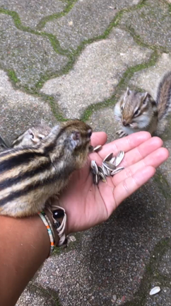 125日目.本にまみれて寝落ちの記事動画